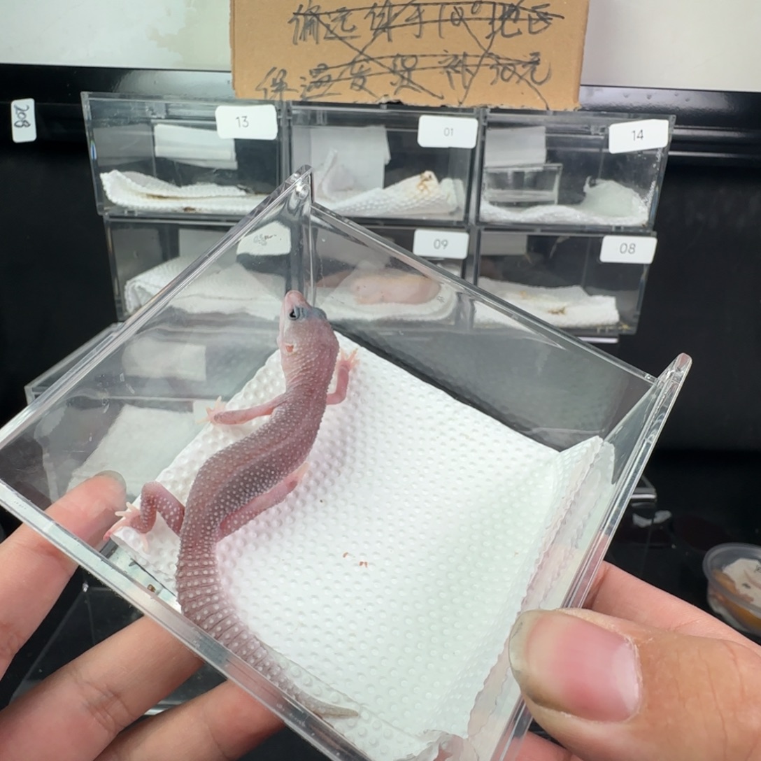 豹纹守宫午夜暴风雪妹妹