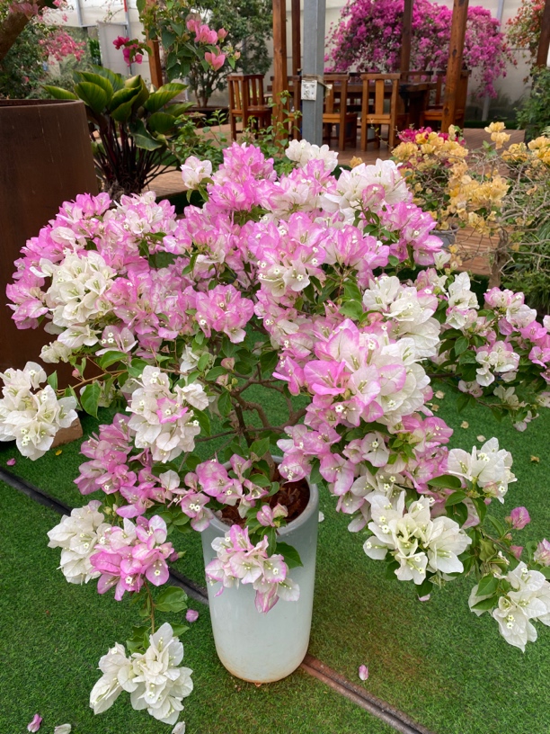 [一物一拍]彩花盆景三角梅 运输过程中，落花落叶正常情况。