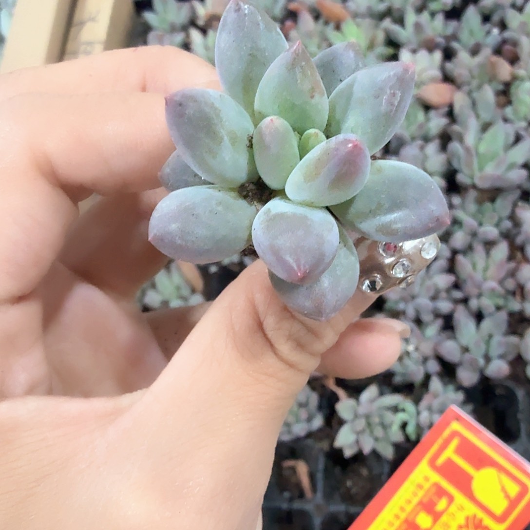 红蜻蜓穴苗3颗一组