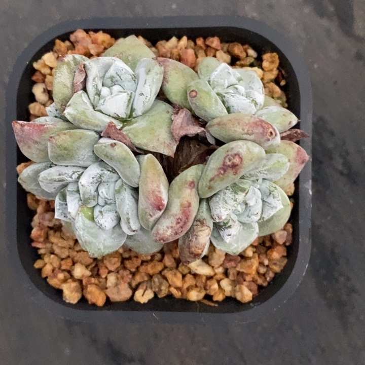 玫瑰叶苹果叶寄养，pz