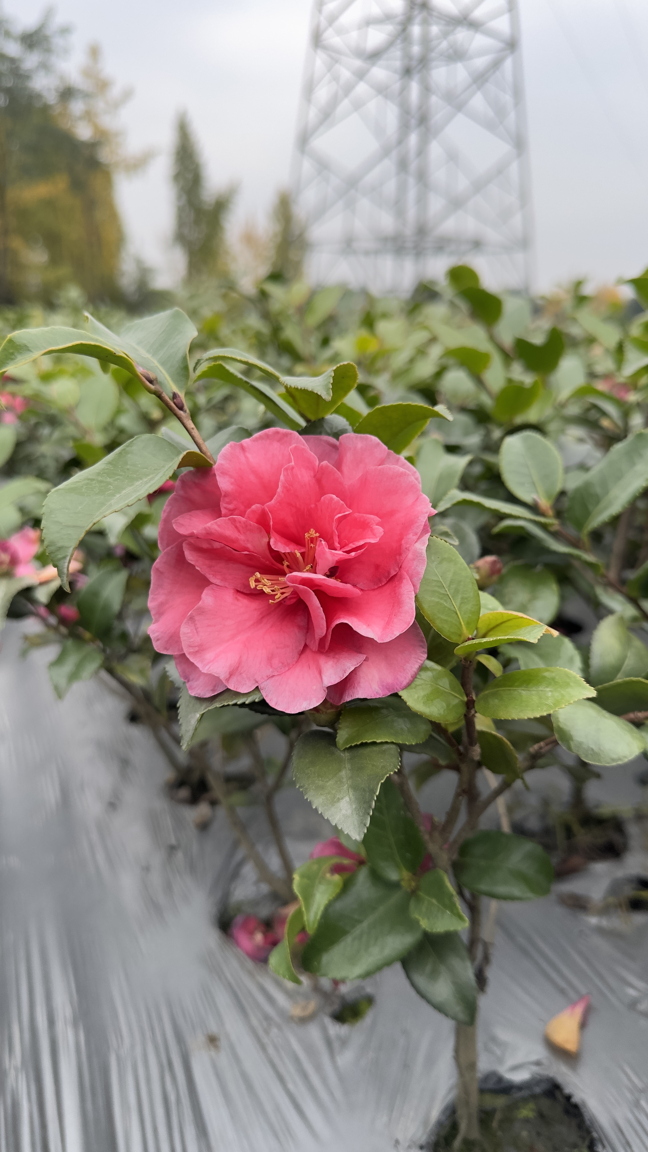 带花苞茶梅耐寒耐热