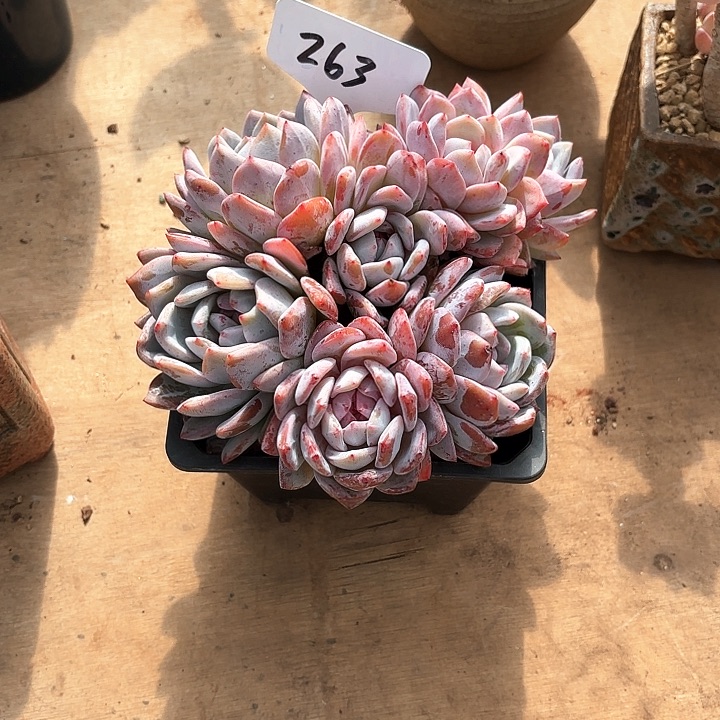 多肉植物，星影263号