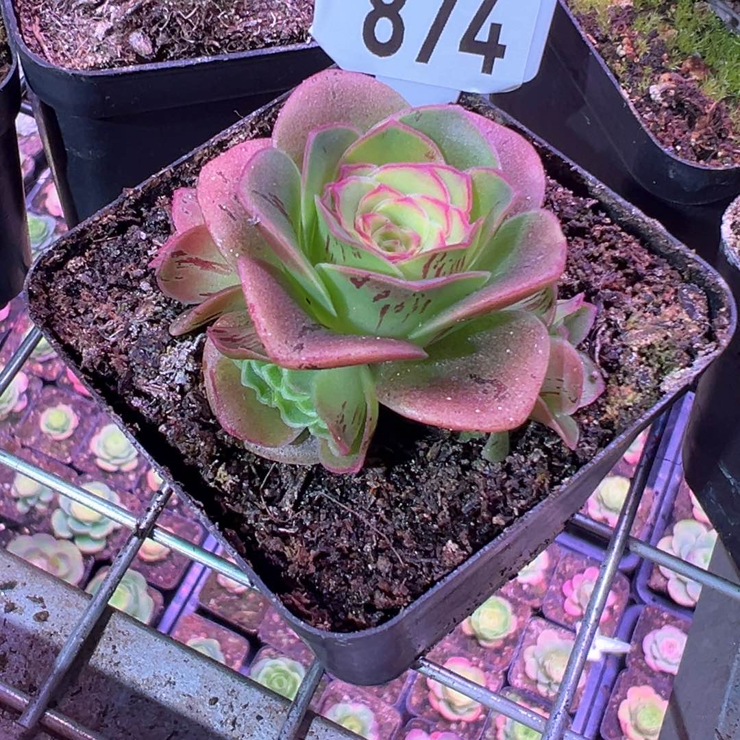 用****6红叶874山地玫瑰多肉