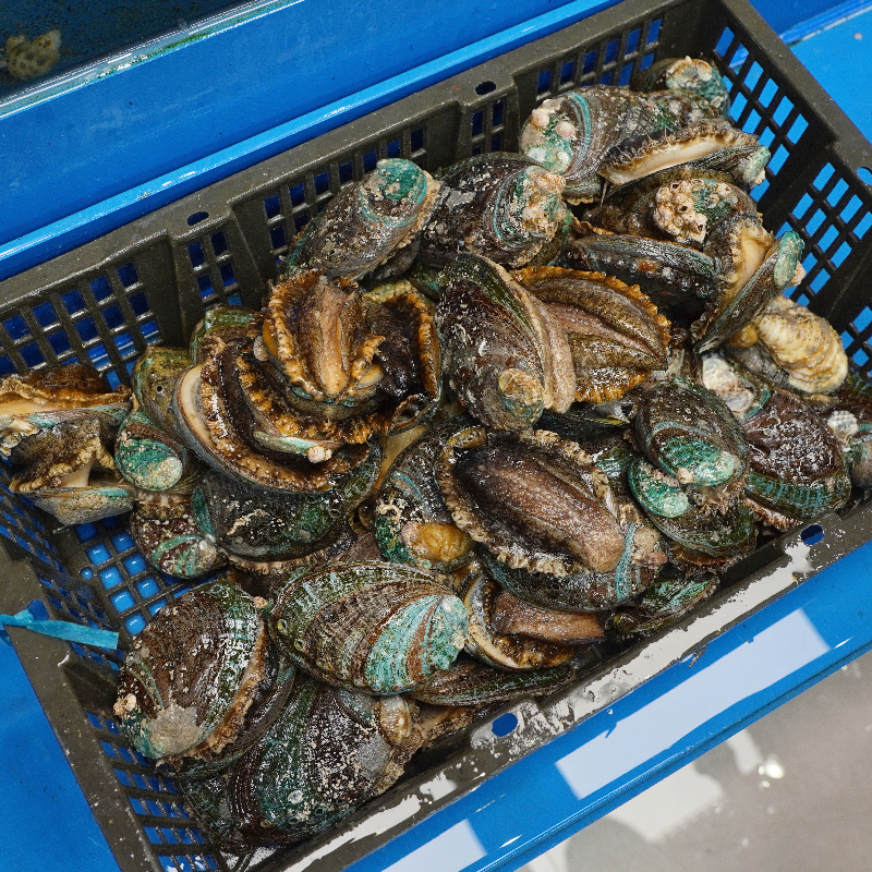 鲜活山东鲍鱼 6头鲍鱼 默认活发 包鲜不包活广东省内顺丰包邮