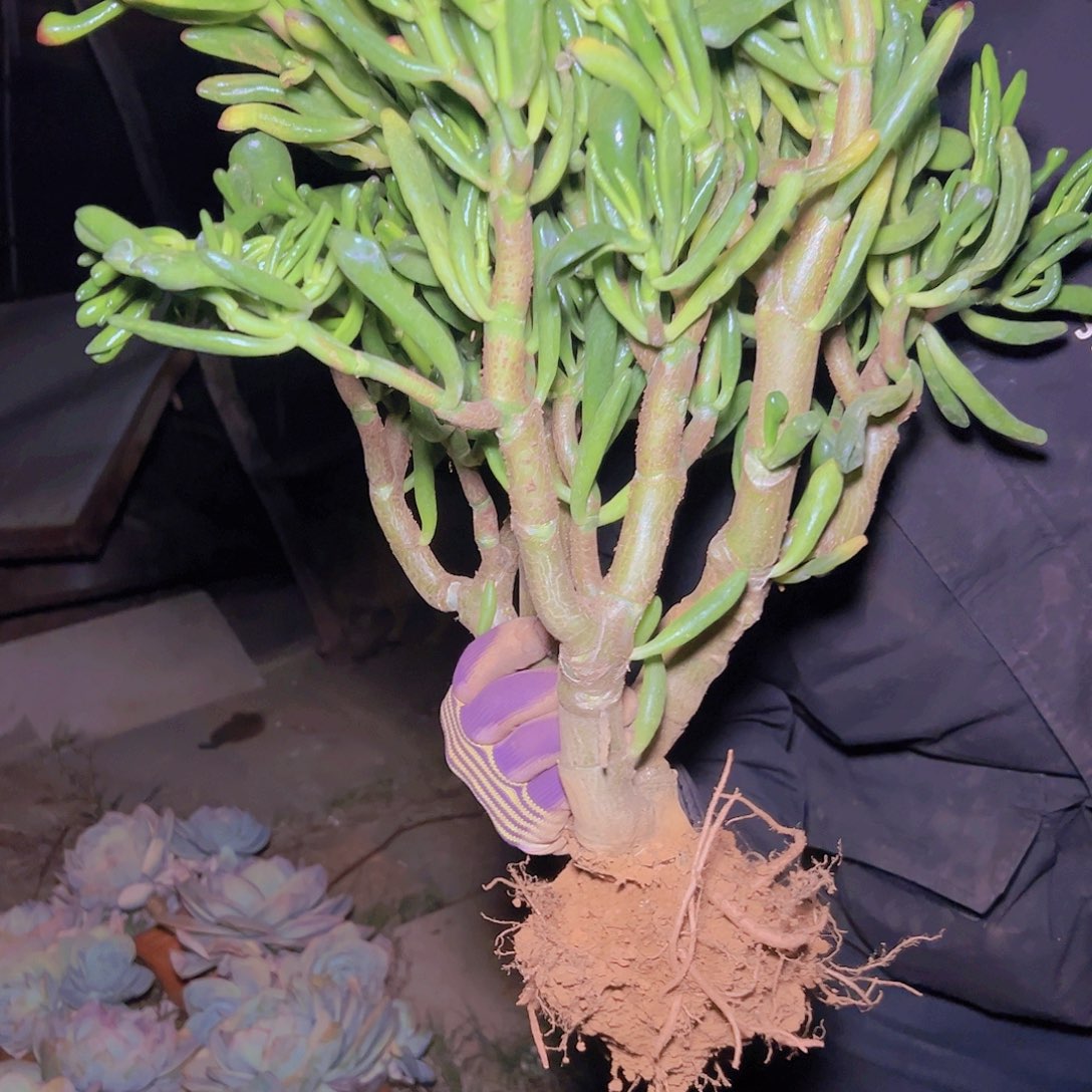 晨****翔吸米树四年老桩子1898