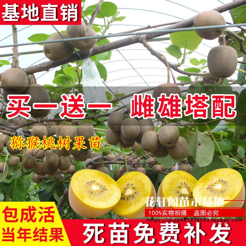 奇异果树果苗红心软枣奇异果苗果树果苗南北方品种植水果当年结果