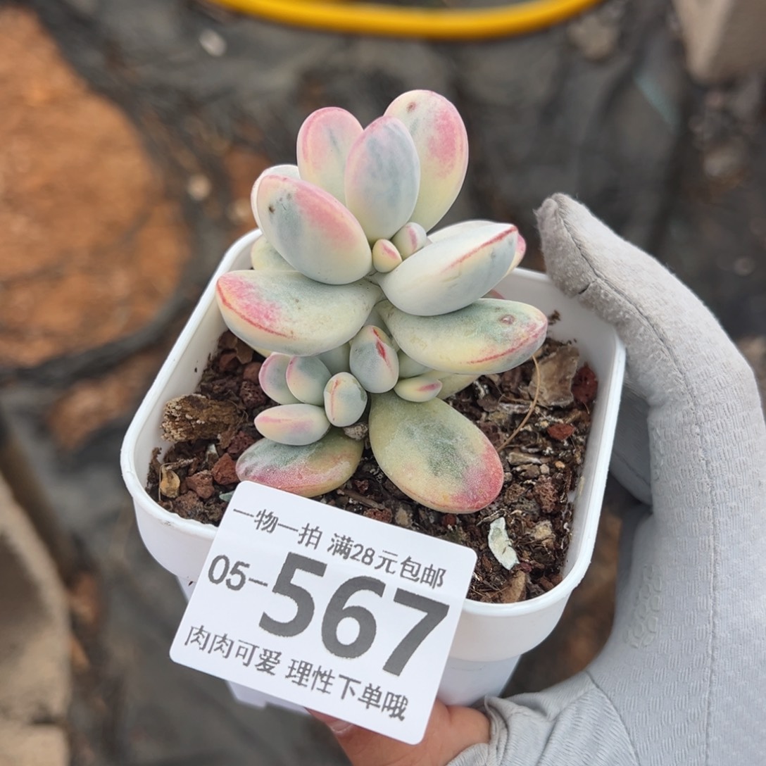 婷*乒乓福娘锦多肉多肉多肉