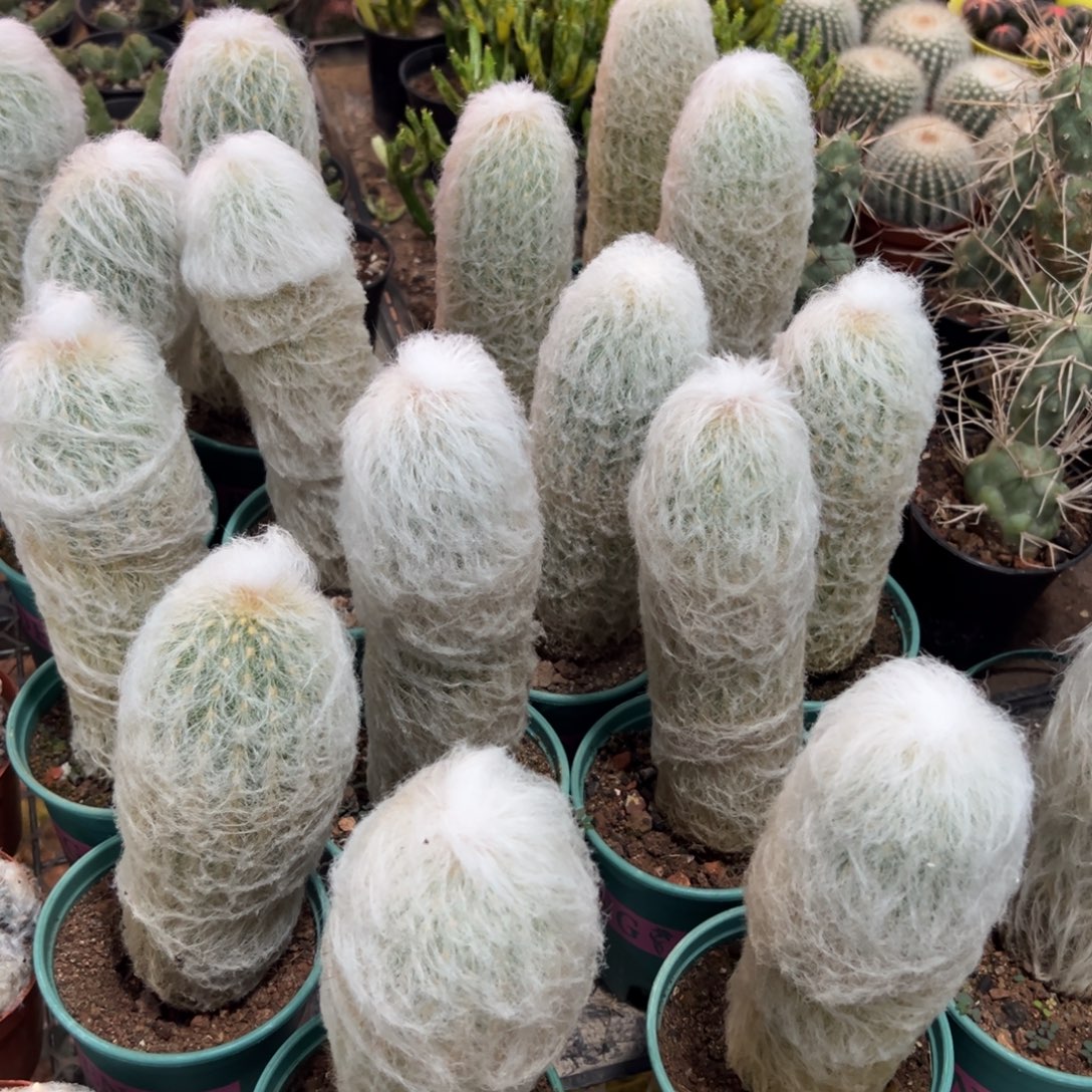 老乐柱随机一颗。   