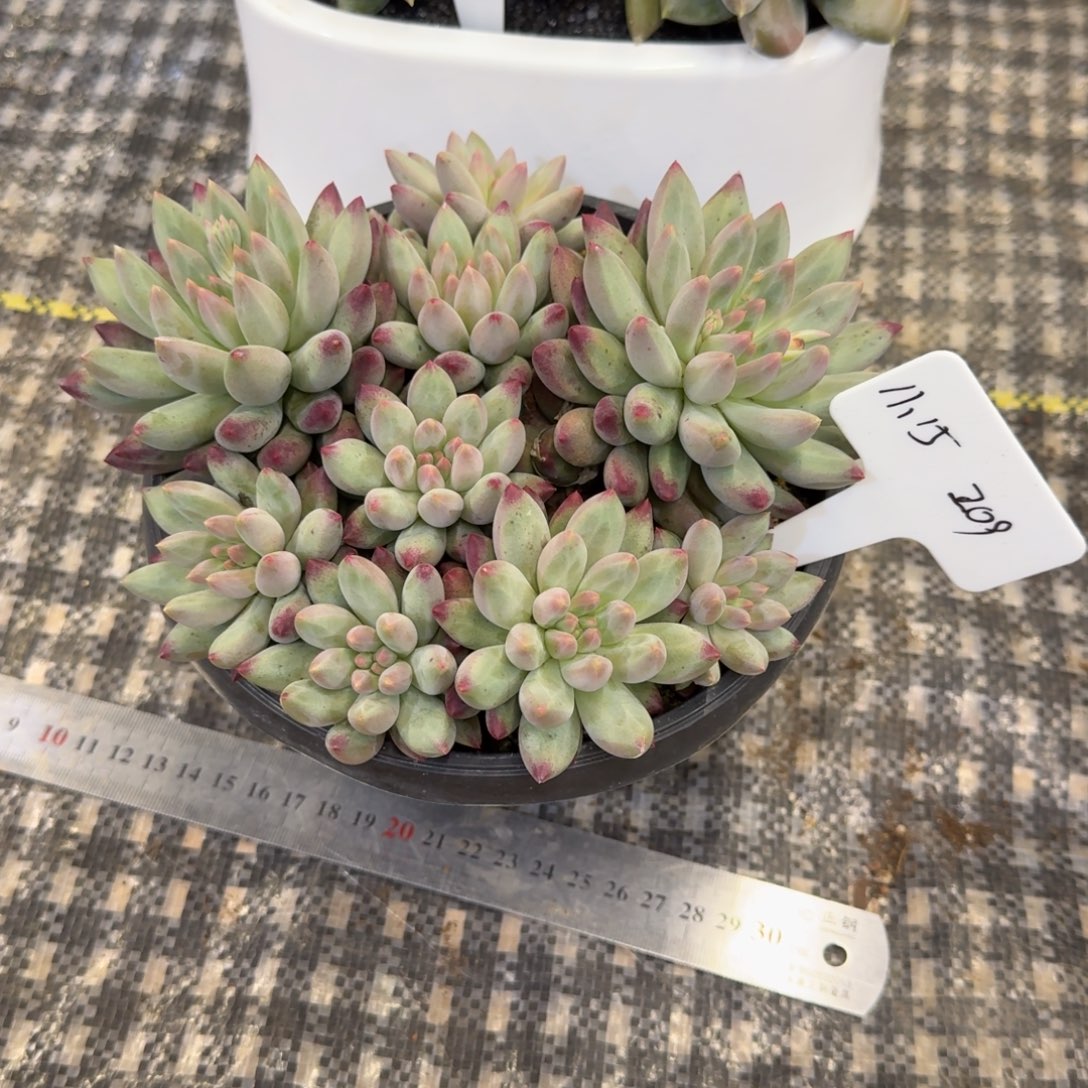 一物一拍如烟美人209