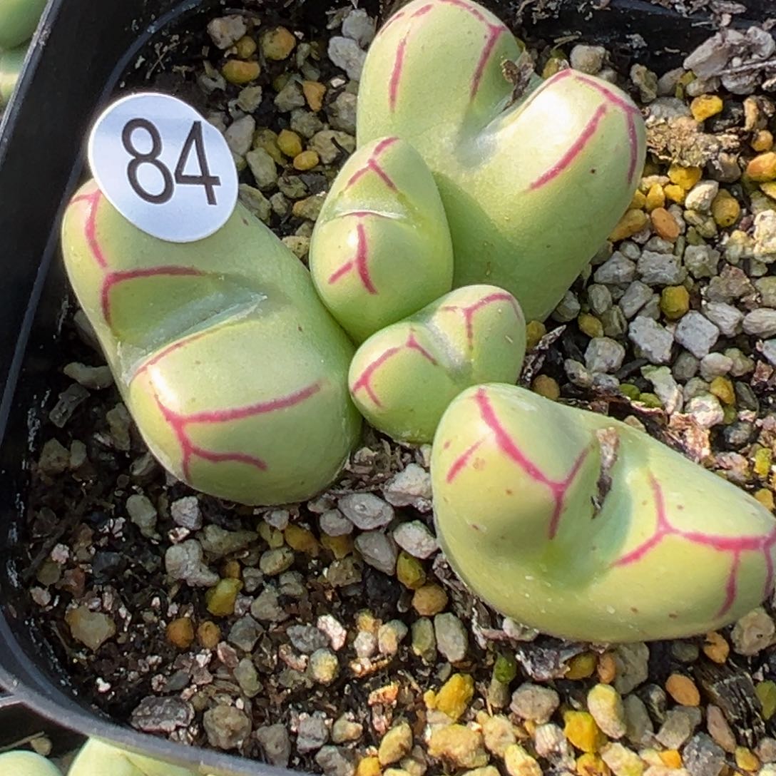 多肉植物11111111111111111