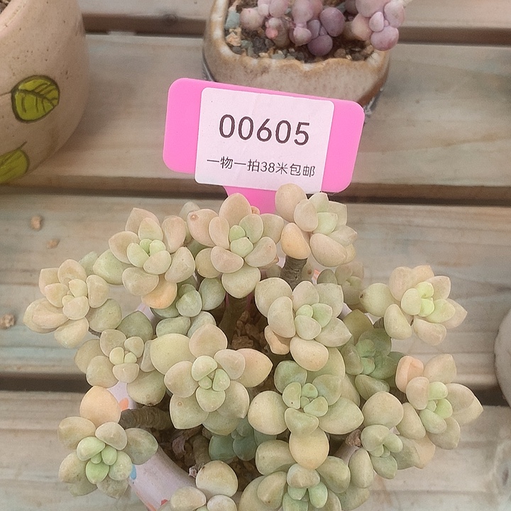 00605爱国哦兔咯无