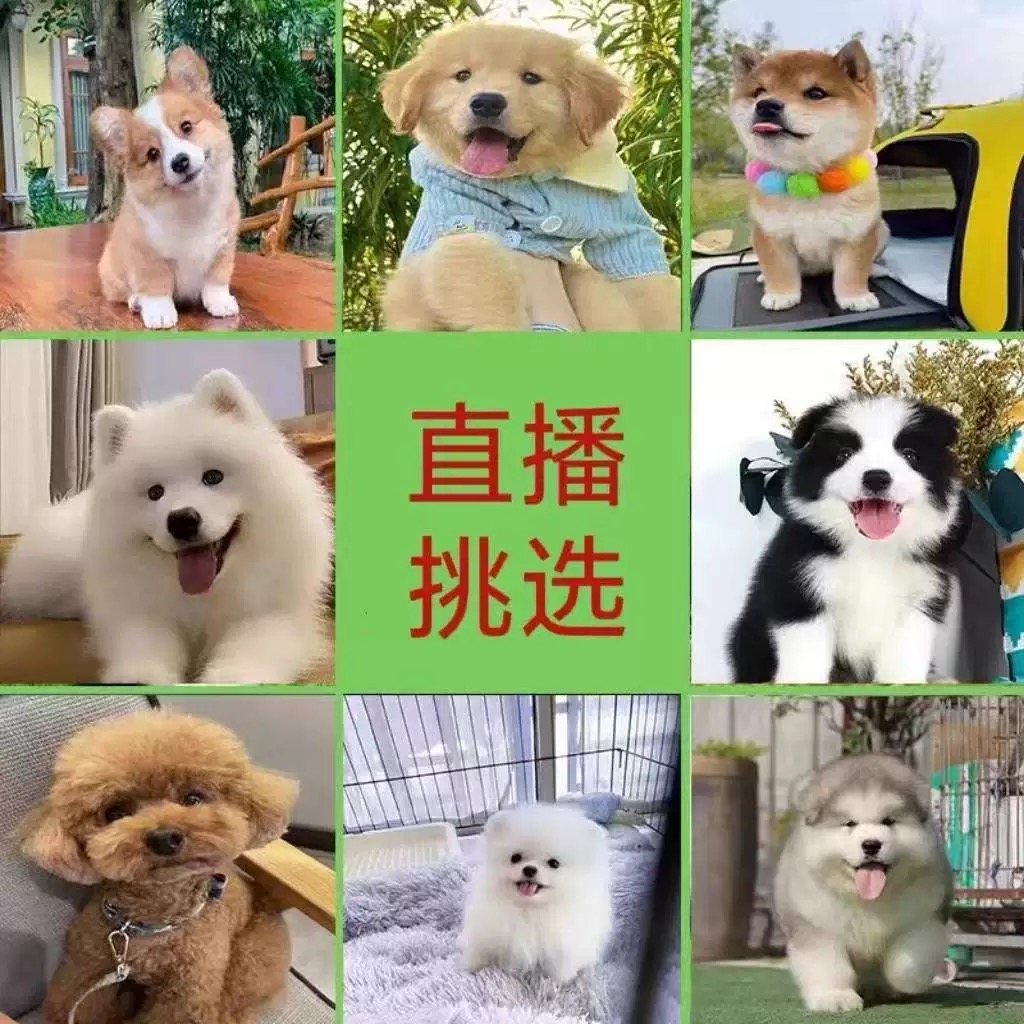 直播挑选狗狗串串一物一拍纯种狗狗链接