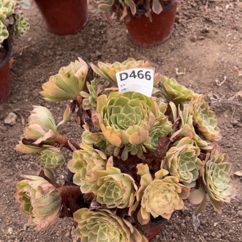 多肉植物万圣节锦