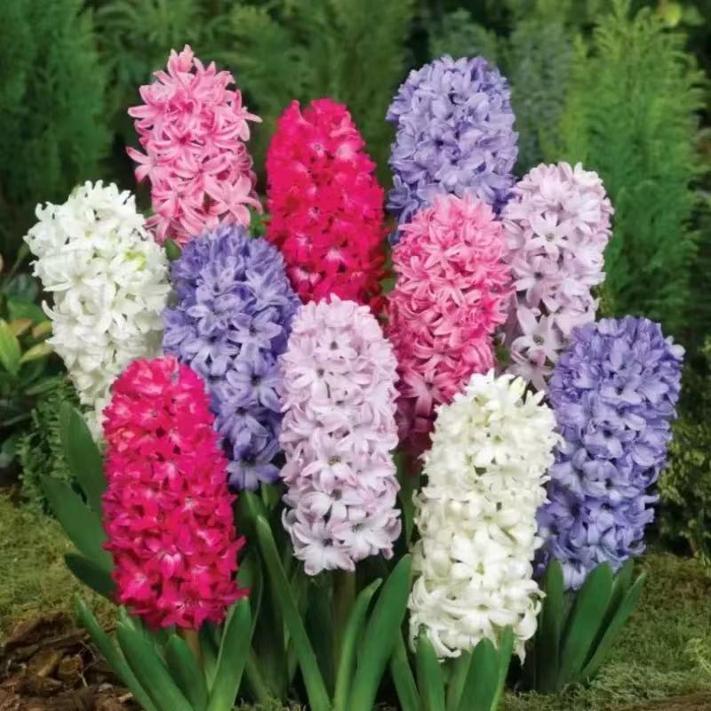 荷兰进口风信子种球土培水培耐寒成活窗台桌面包邮好评天然香氛