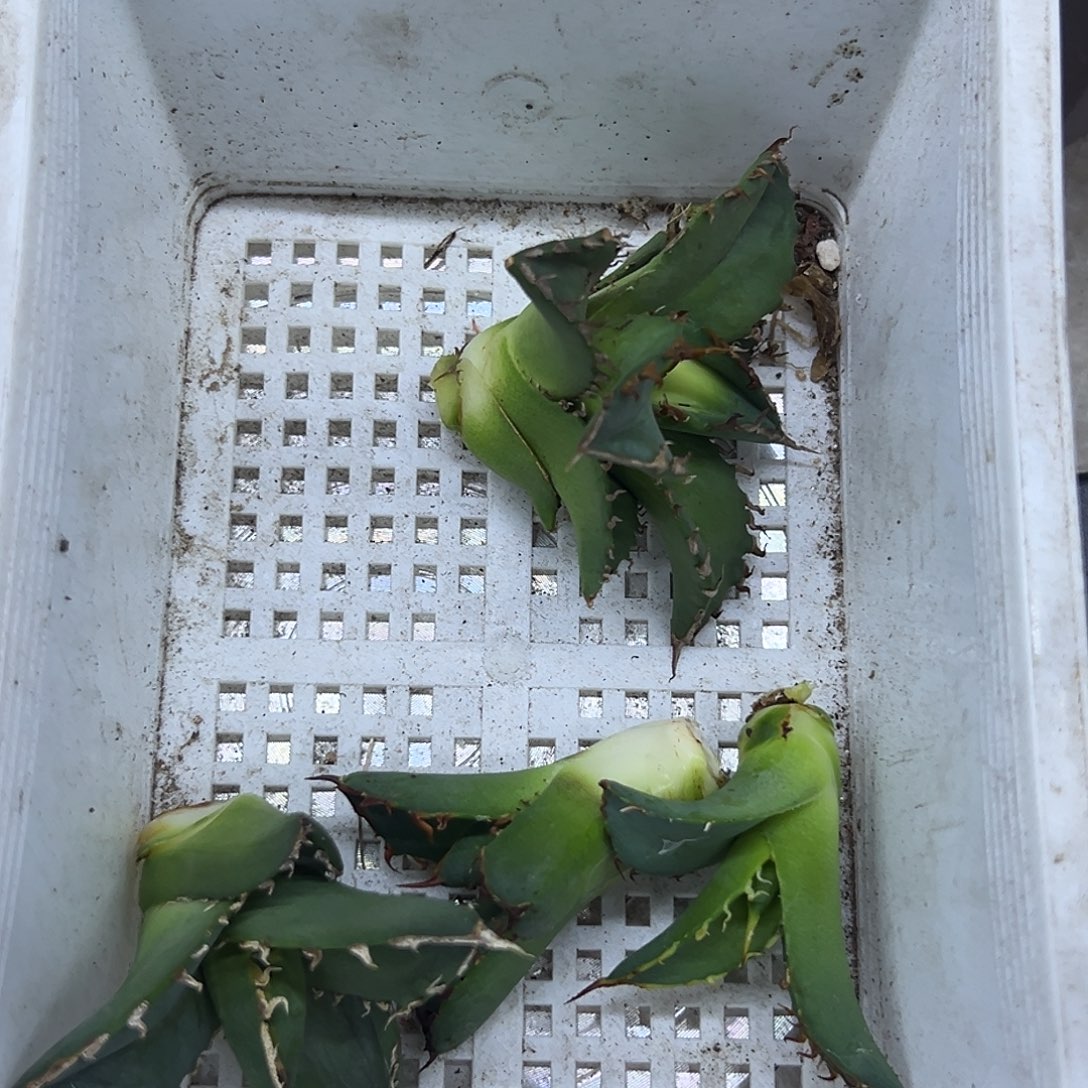 明***i龙舌兰芽偏远不包