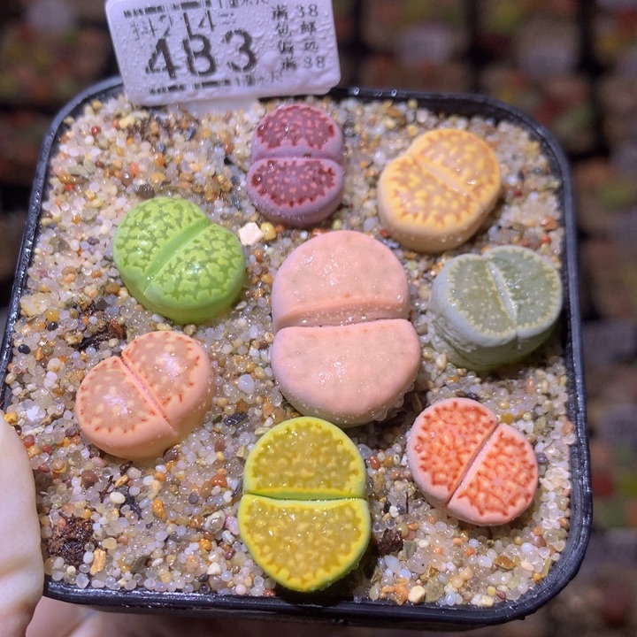 精品生石花214.483