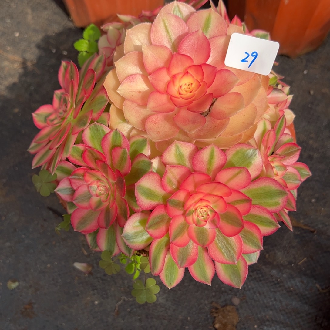 29倾城多肉嘻嘻嘻