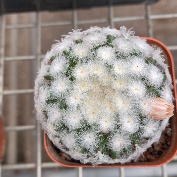 伯克利和他的朋友们都是