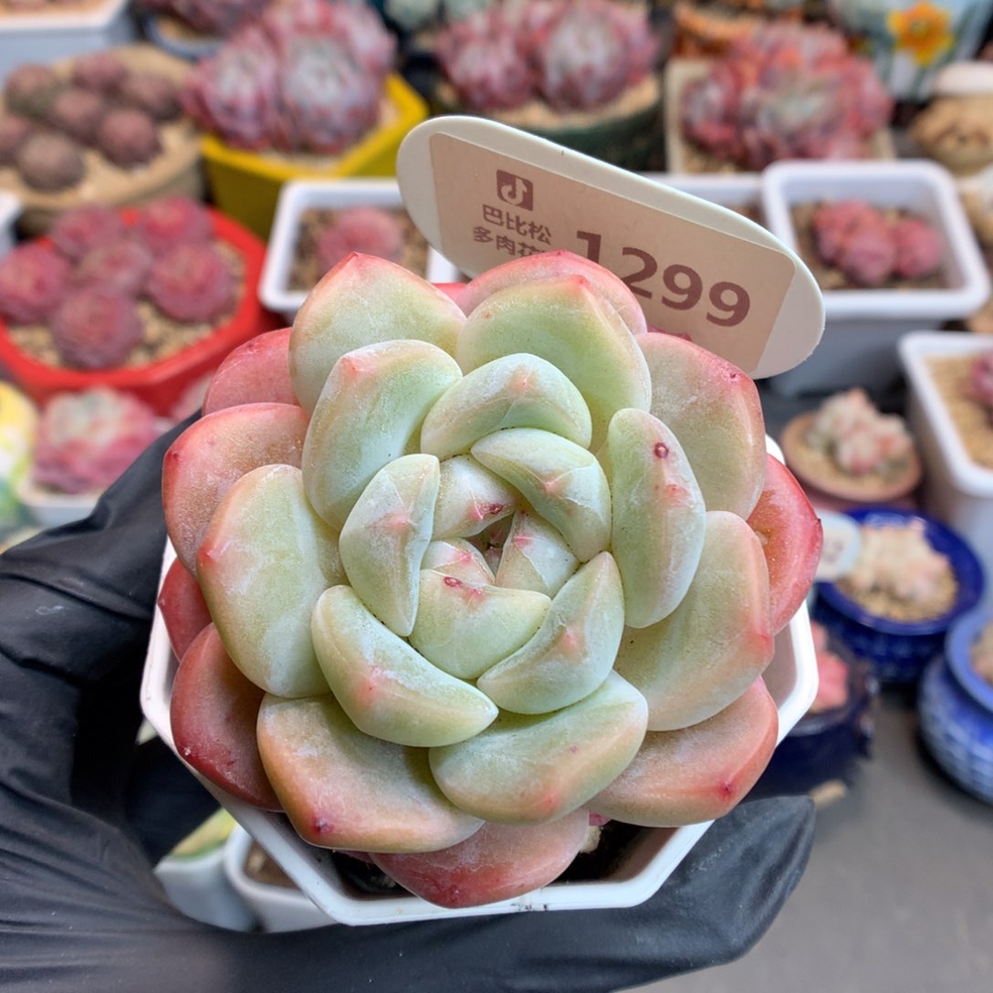 1299 糖心b06多肉