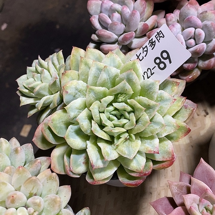 小七夕多肉泡泡纱89