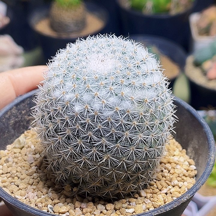 日系敷岛丸实生球4.9公分