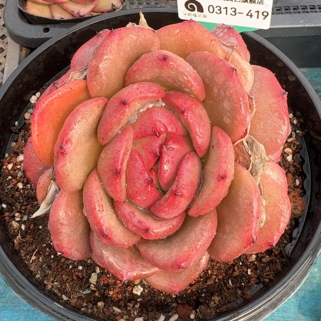 从前慢多肉精选编号0313.419