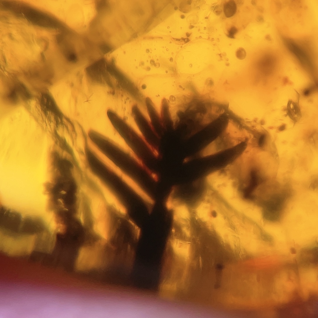 琥珀裸石未镶嵌，