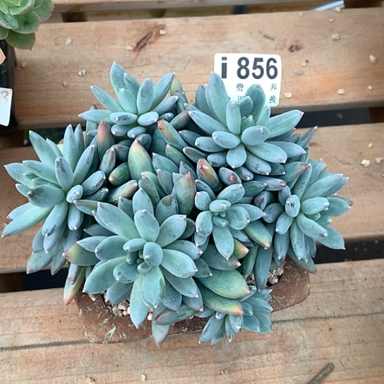 不***晓天使之翼856  亏本处理不退不换7-8天发货