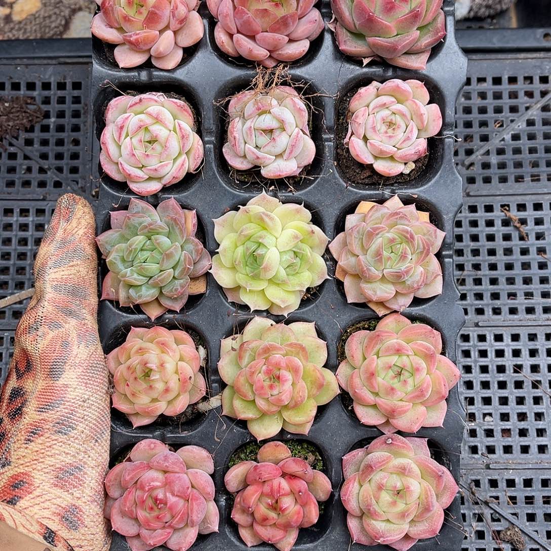 多肉一物一拍29-145