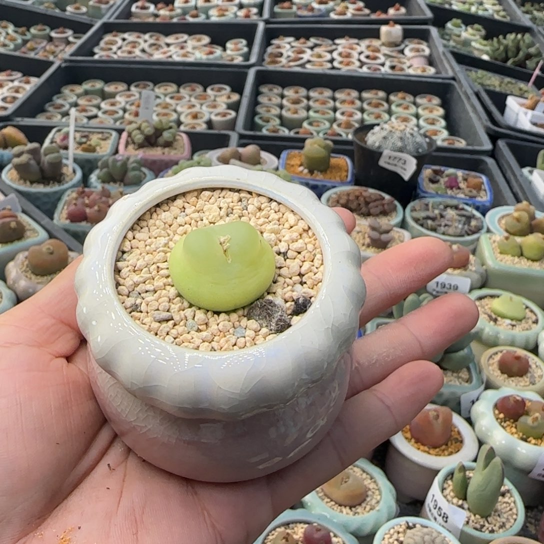 桑***A2067-一物一拍 带盆