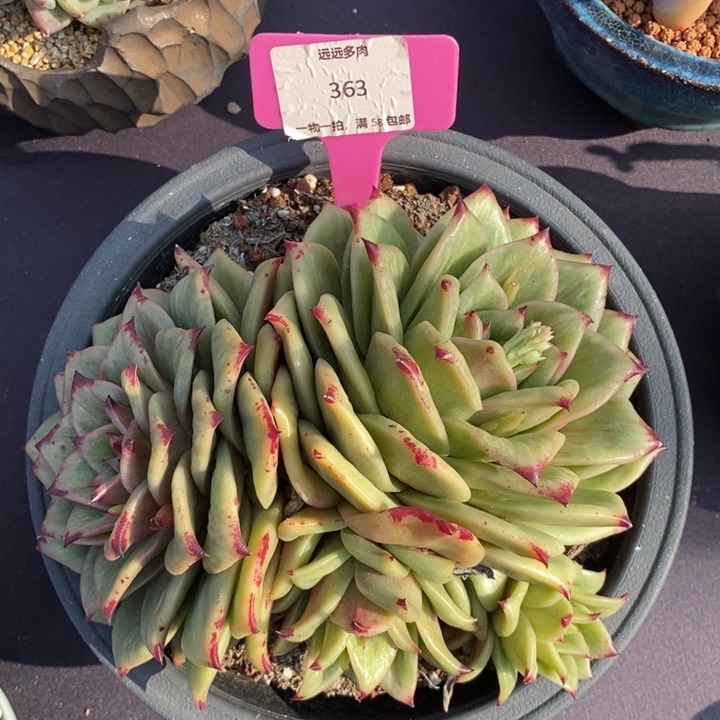 363蔷薇玛丽亚锦肉肉肉