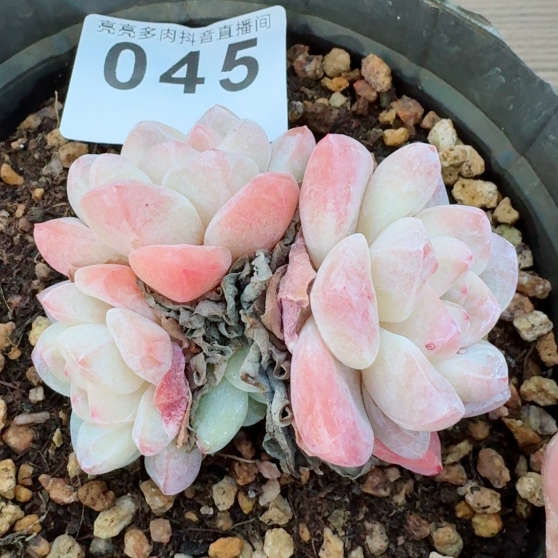 长腿冰玉         精品多肉