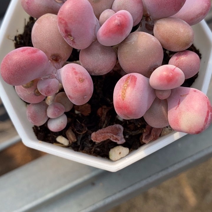 全部花苞罗*桃蛋