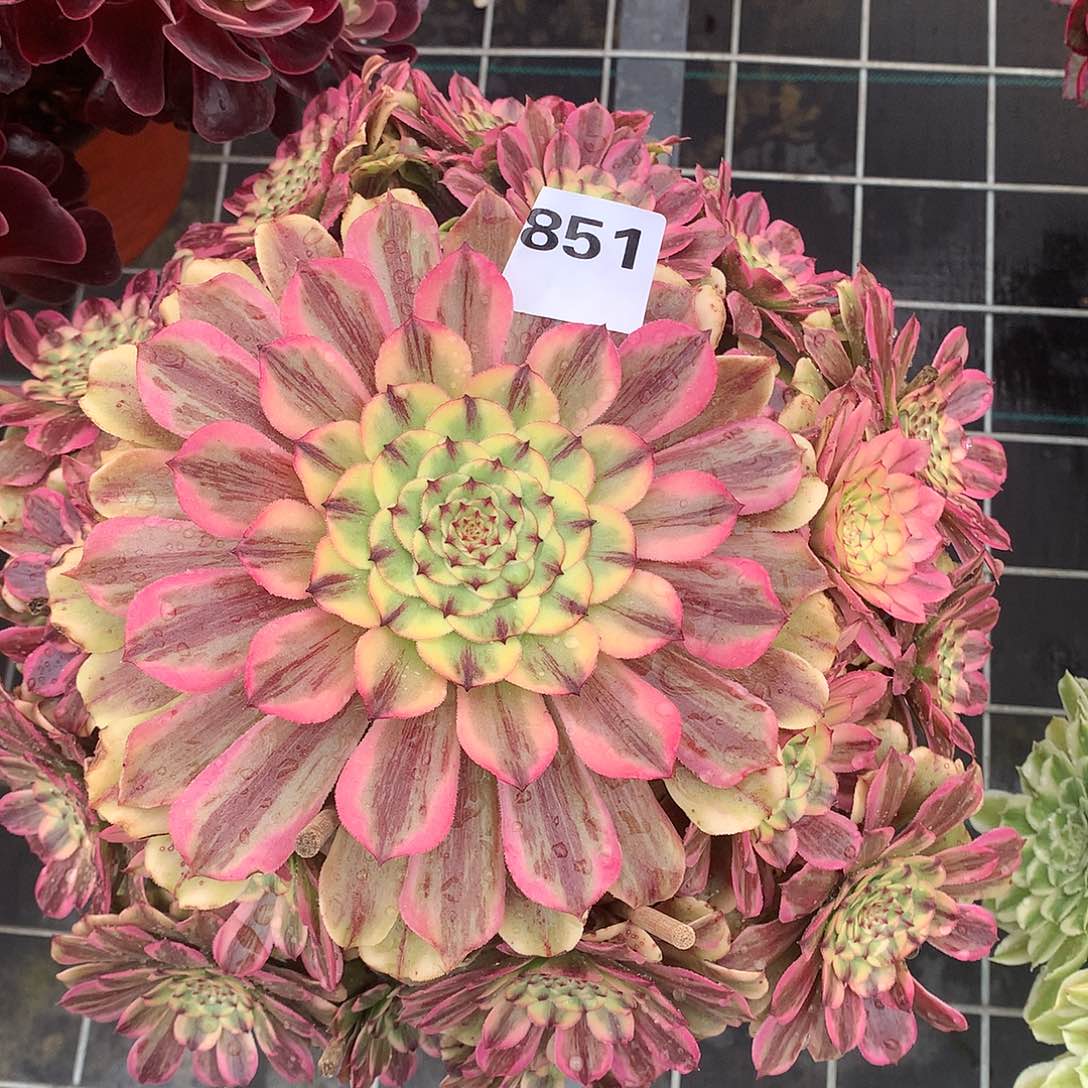 851.佳丽多肉植物