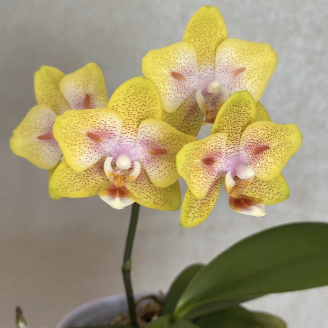 《3.0寸多头   海绵宝宝》带花剑（未开花）高档花卉，净化空气。