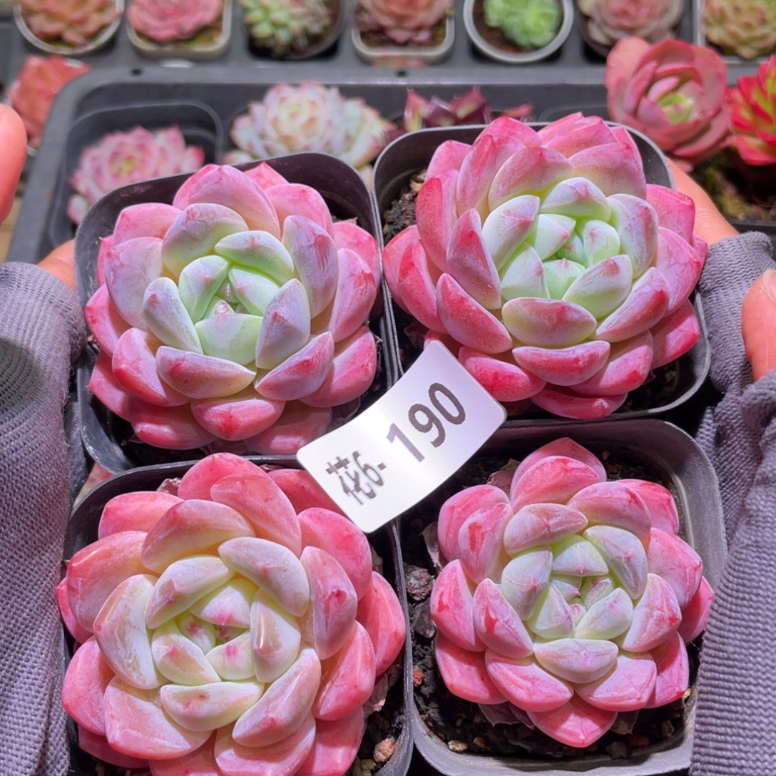 花利美6-190冰糖4颗