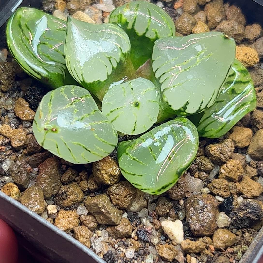 魔晶球十二卷多肉植物