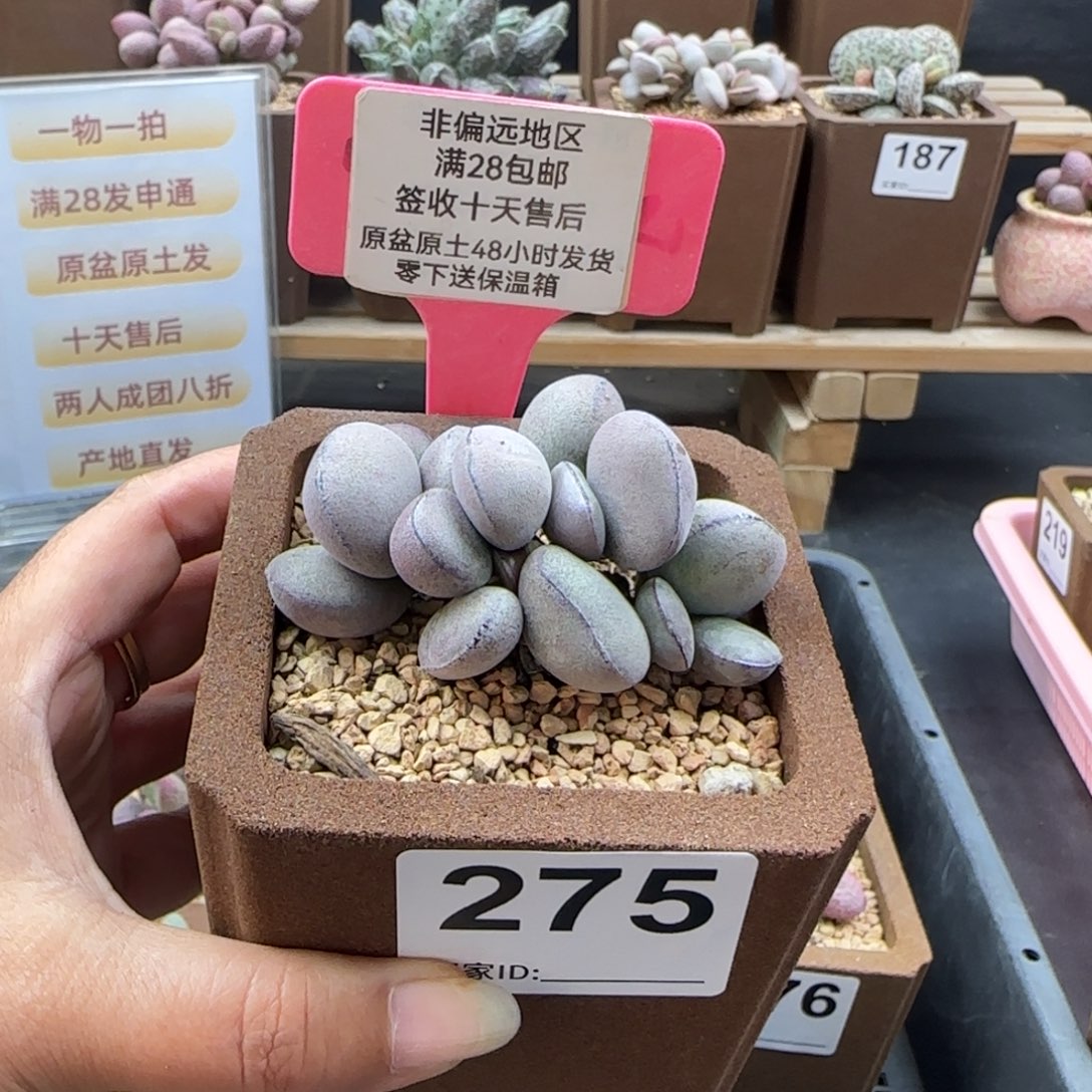 A***a275球球紫蛋多肉植物