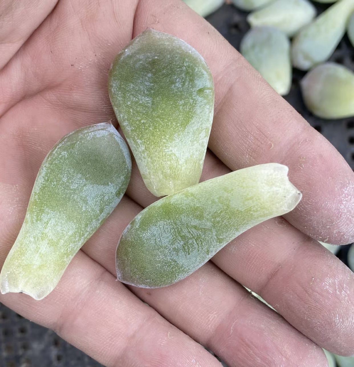 多肉一物一拍，满38包邮，私拍不发