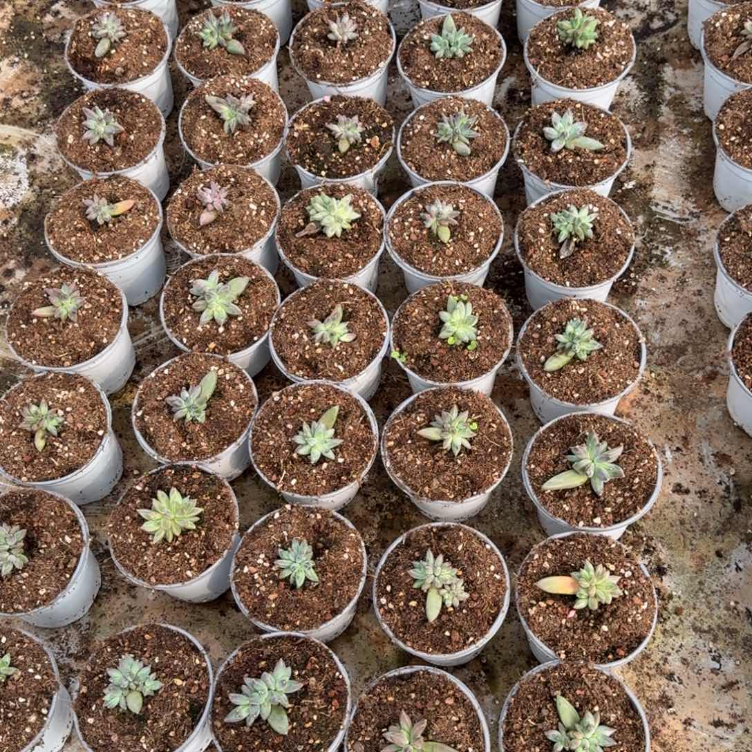 寄养雪戴利小苗补差价的链接，清账