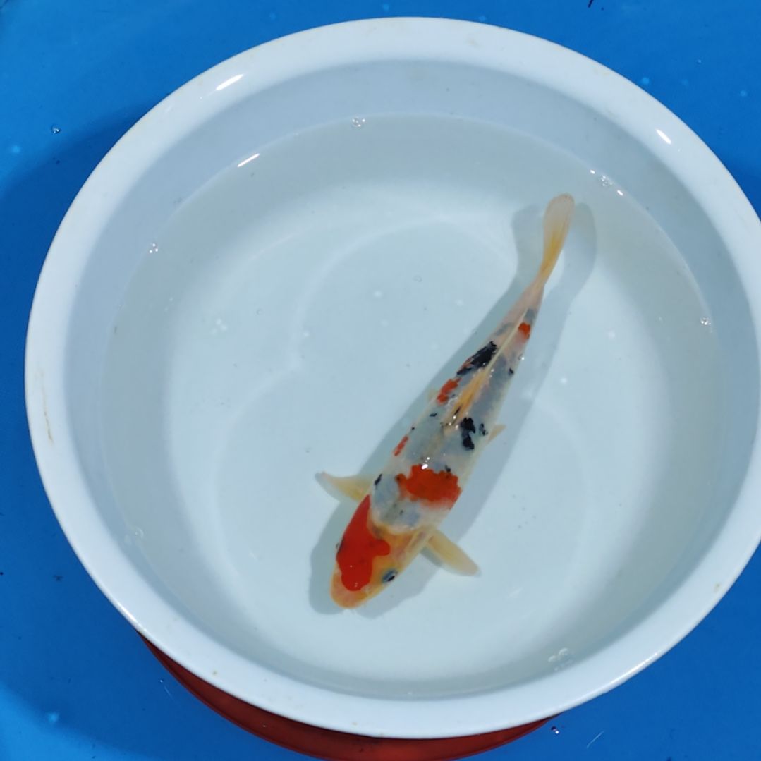 锦鲤20公分大正不寄养手术过