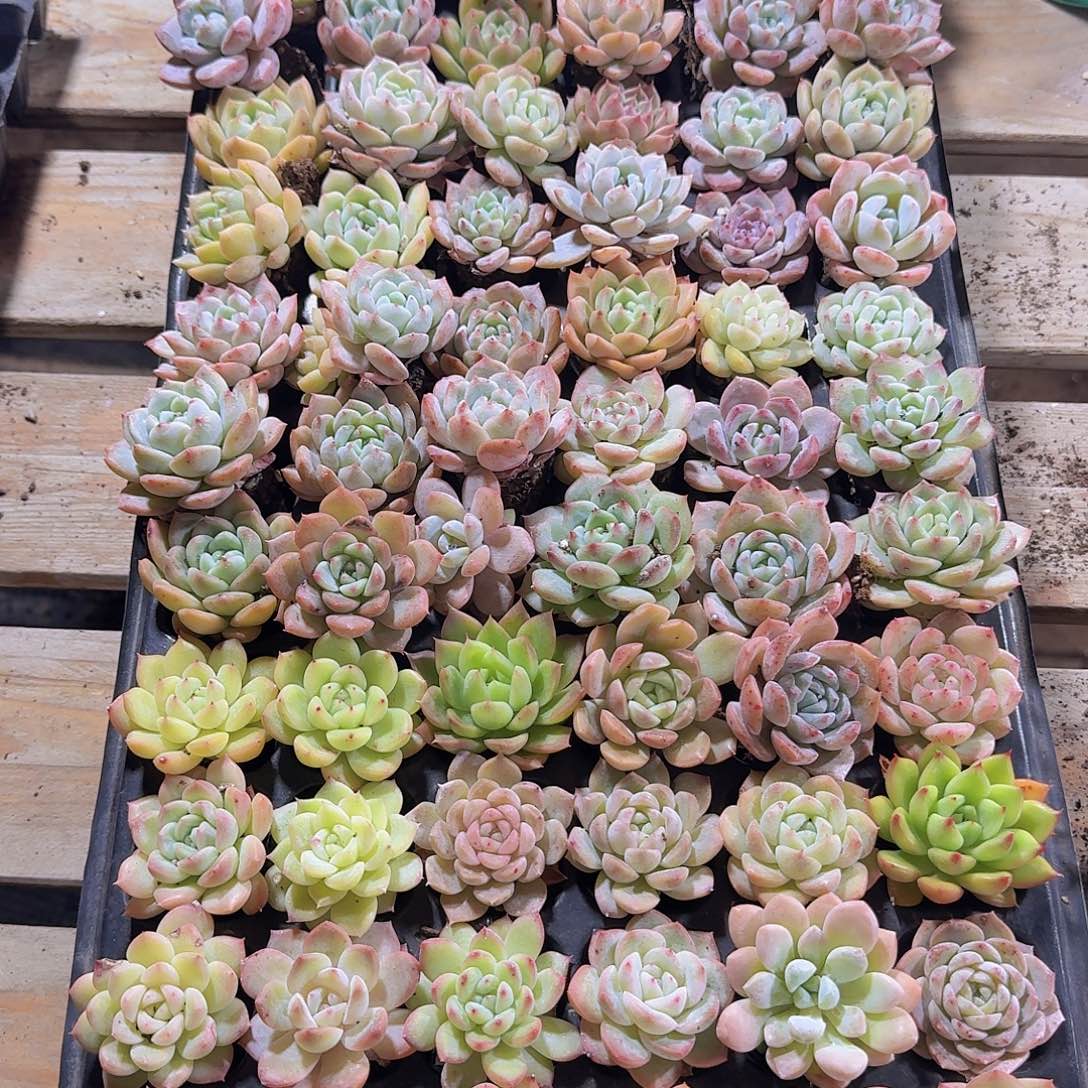 直播福利一物一拍316