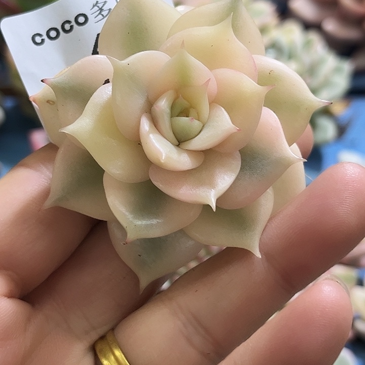 459贝加尔湖腹轮锦炸了