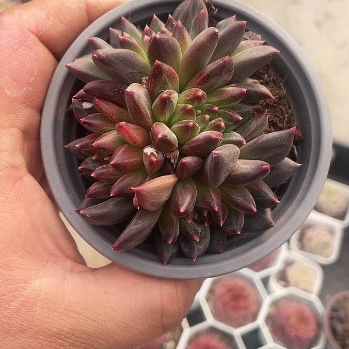 甲骨文15.8一盆8888