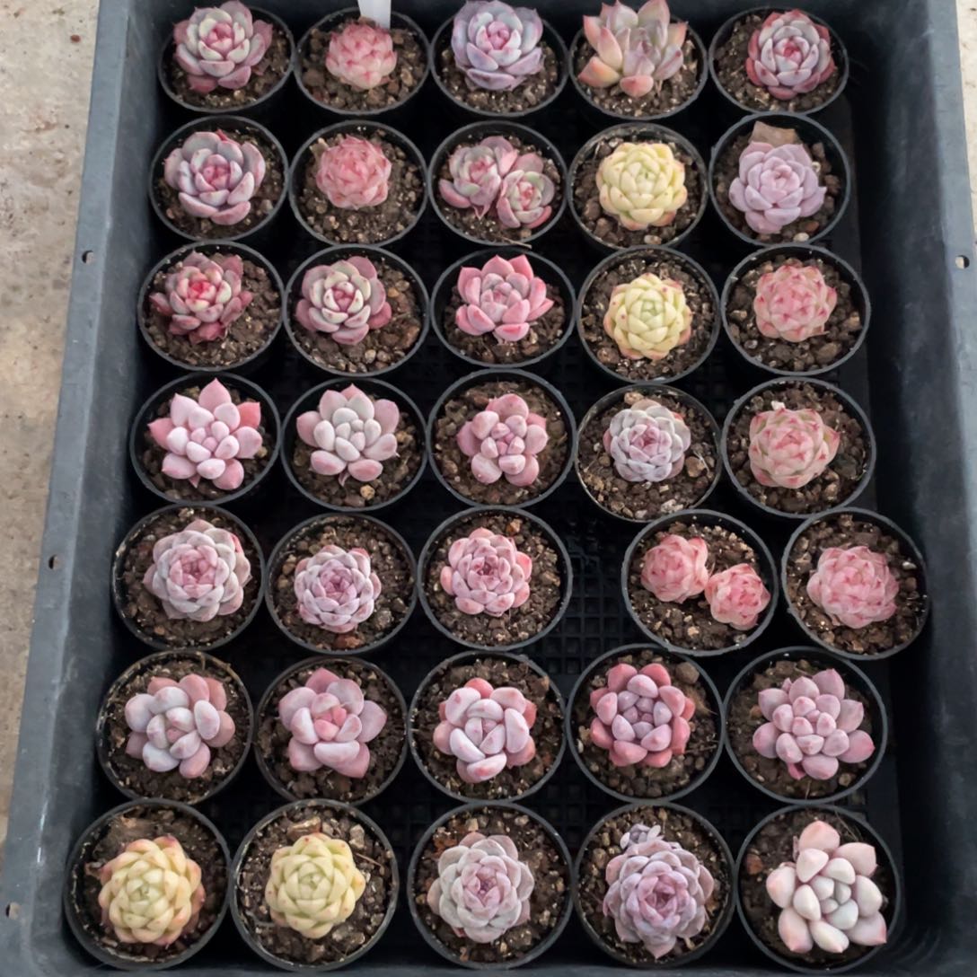 不包整散 盆子不售后2466