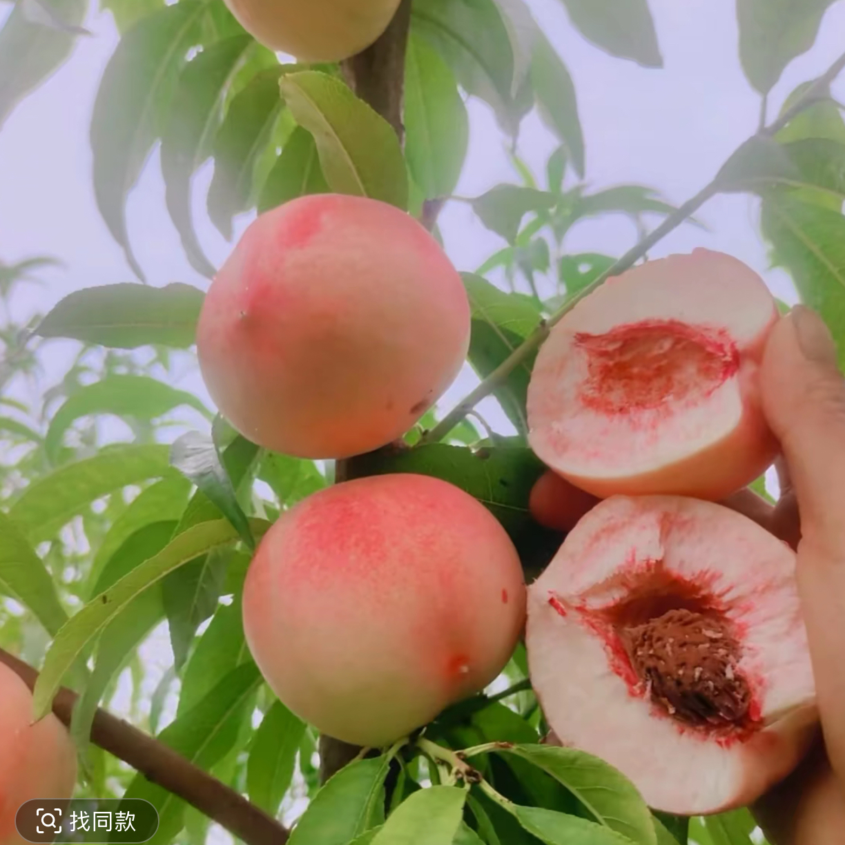 翡脆 一年生种子秋季落叶后发货