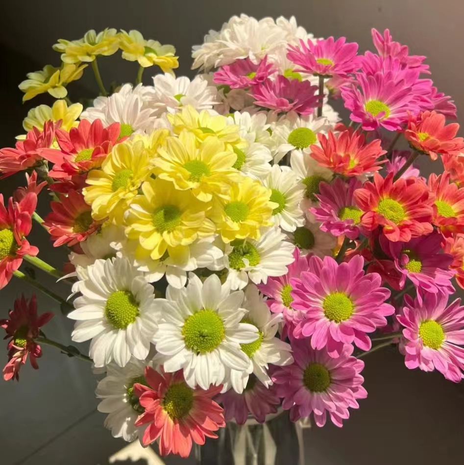 小羊【随机色小雏菊】菊科类 水养花期长 | 单品任意两单包邮