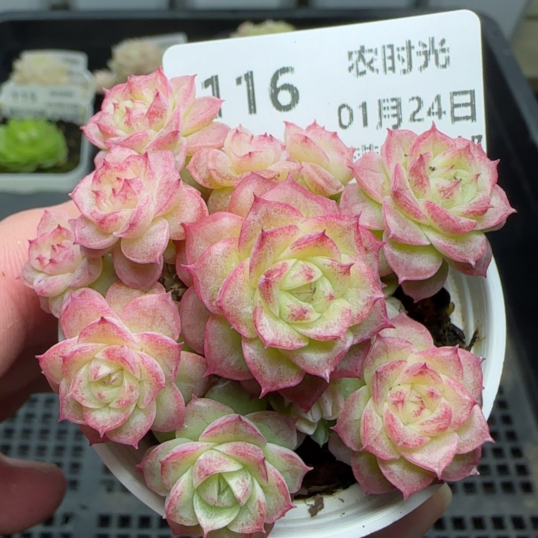 0124-116花朵麦秆