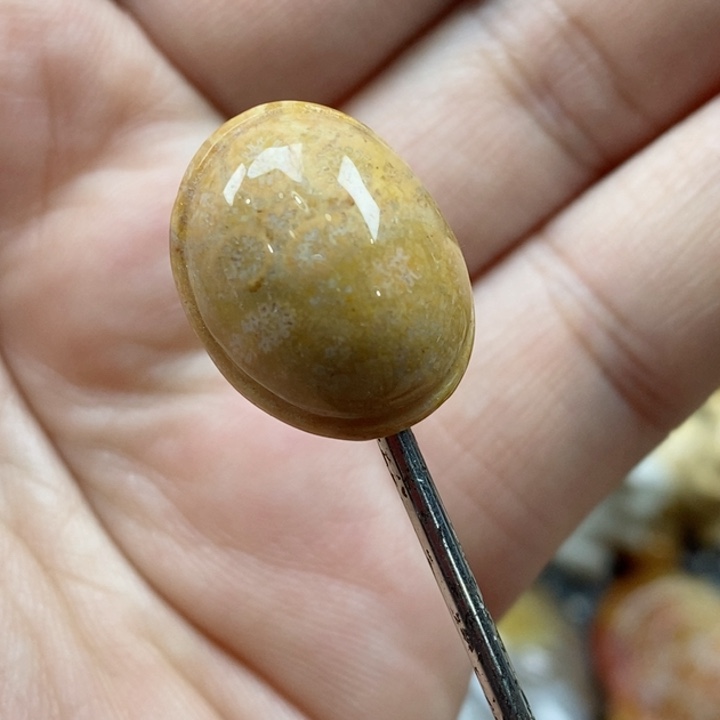 颈饰未镶嵌硅化珊瑚（珊瑚玉）通孔 小