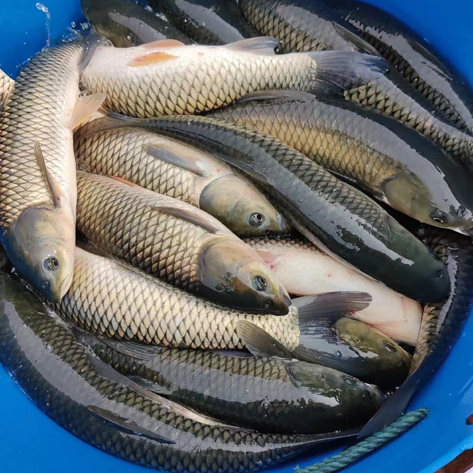 草鱼 皖鱼淡水鱼冷水鱼观赏鱼活体渔场直发